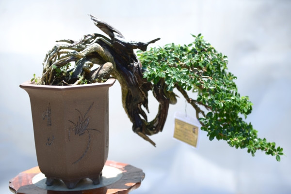 Chiem nguong trien lam bonsai, chim canh “doc, la”, hiem co, kho tim-Hinh-4