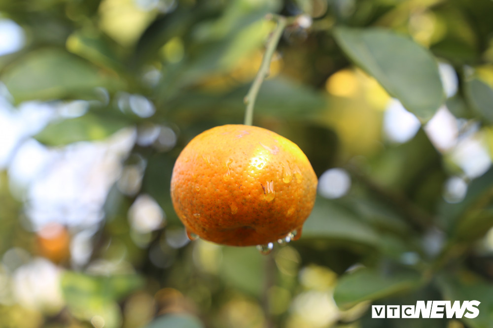 Do mỗi loại quả được chọn để ghép có đặc tính khác nhau nên để chúng cùng chín vào một thời điểm Tết Nguyên đán thì phải ghép làm nhiều lần. Khoảng tháng 6 âm lịch hằng năm, ông Giáp bắt đầu lai ghép quả bưởi lên cây.