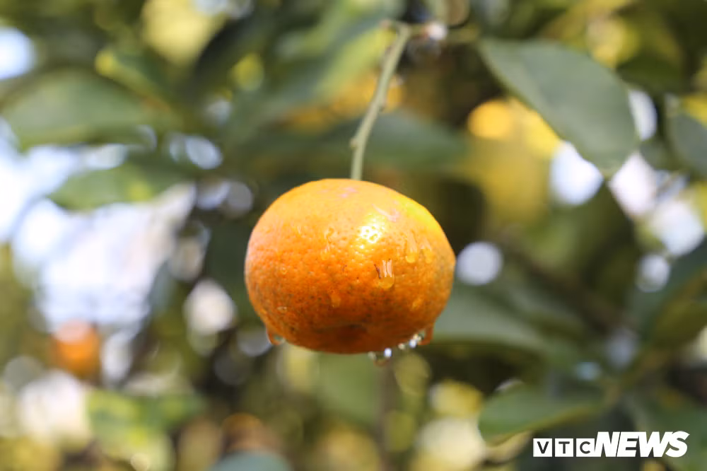 Do mỗi loại quả được chọn để ghép có đặc tính khác nhau nên để chúng cùng chín vào một thời điểm Tết Nguyên đán thì phải ghép làm nhiều lần. Khoảng tháng 6 âm lịch hằng năm, ông Giáp bắt đầu lai ghép quả bưởi lên cây.