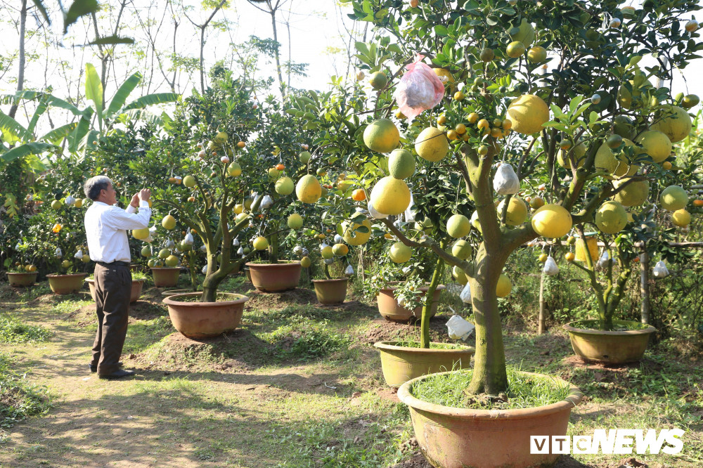 Giá của mỗi cây ngũ-thất-cửu-thập quả trong vườn nhà ông Giáp dao động từ 1,5-10 triệu đồng tùy vào mỗi gốc và số quả trên cây, trừ chi phí mỗi vụ ông thu về 500-600 triệu đồng.