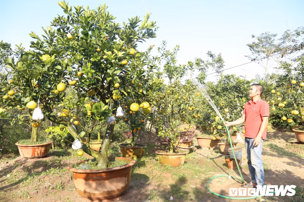 Ngoài việc chăm bón bằng hạt đậu tương xay bỏ gốc, những cây này phải thường xuyên được tưới đủ nước.
