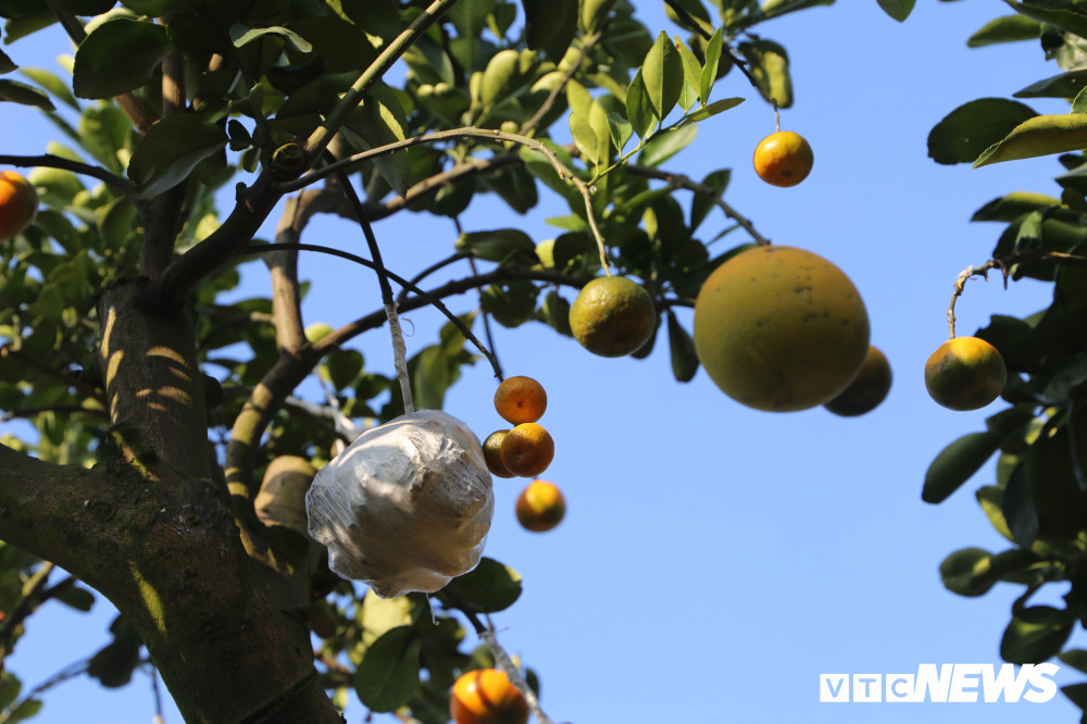 Không chỉ làm giàu cho gia đình, ông Giáp còn tận tình truyền kỹ thuật ghép cây cho những người có nhu cầu học nghề. Ông từng được thành phố Hà Nội vinh danh Công dân Thủ đô ưu tú năm 2012.