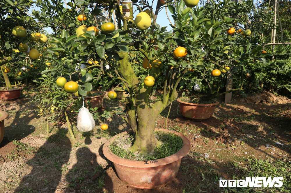 "Vào thời điểm này, hơn một nửa số cây trong vườn đã có người đặt. Có người bay tận miền Nam ra mua. Cây được chọn sẽ đánh số và tên người mua vào bệ tránh nhầm lẫn", ông Giáp nói.