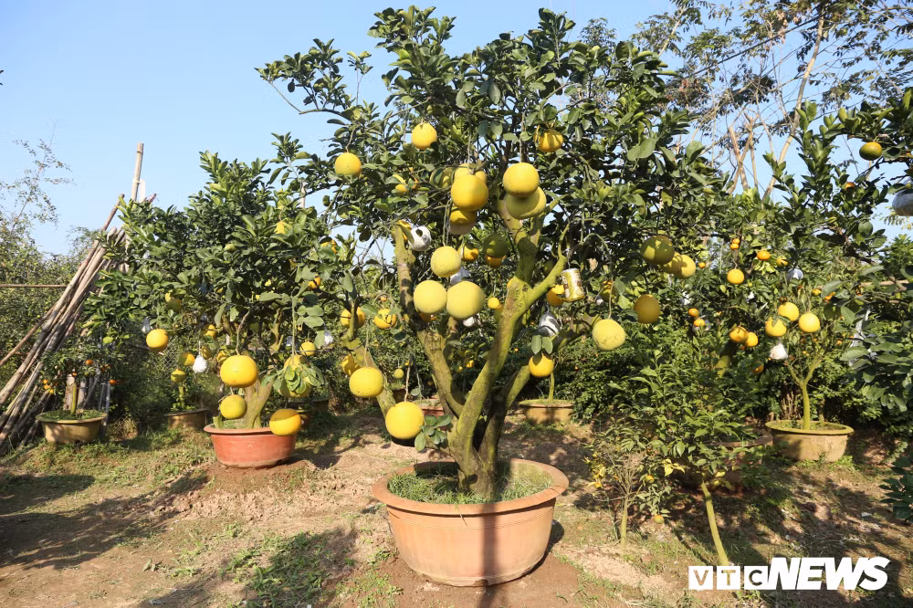 Loại cây 11 loại quả này có dụng ý vừa làm vật trang trí, giúp hài hòa không gian trong nhà vừa mang ý nghĩa phát tài, phát lộc ‘thập toàn thập mỹ’ trong năm mới.