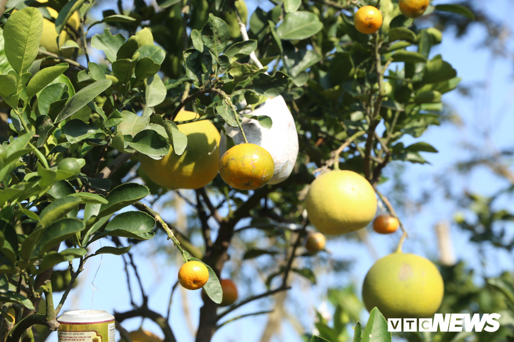 Theo ông Giáp, thời điểm ghép quả và chọn cành ghép để tạo cây là quan trọng nhất. Những cành xấu, yếu… nếu ghép sẽ hỏng. Cây được chọn để ghép thường là cam Canh hoặc bưởi Diễn khỏe mạnh, nhiều cành để tránh bị mất nước trong quá trình ghép.