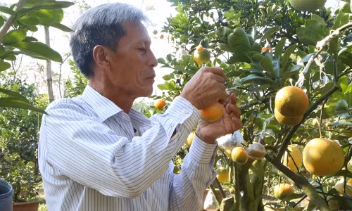 Thời điểm cận Tết Nguyên đán 2019, hơn 200 cây ngũ-thất-cửu-thập quả của ông Lê Đức Giáp (63 tuổi, ở Cao Viên, Thanh Oai, Hà Nội) bắt đầu chín rộ.