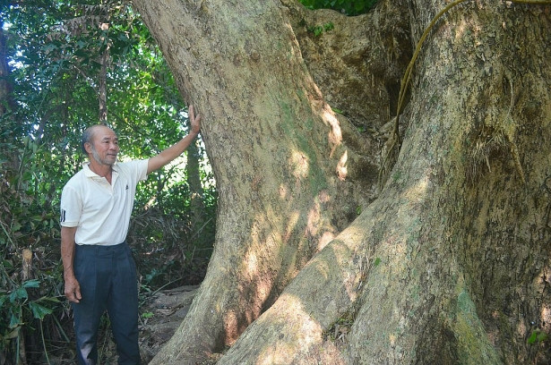 Ông Nguyễn Văn Ba (xã Tam Anh Bắc, huyện Núi Thành, Quảng Nam) được mọi người biết đến bởi sở hữu cây có niên đại gần 300 năm. Ảnh: ĐSPL.