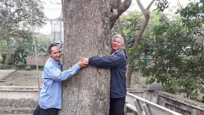 Cây sưa cổ thụ có thân to, 2 người ôm mới hết. Ảnh: Người đưa tin.