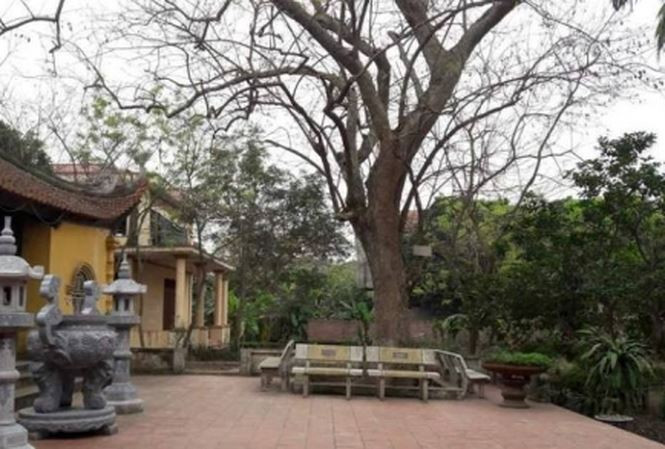 Cây cao khoảng 20m, các tán tỏa xung quanh che mát cả khu vực sân đình rộng lớn. Ảnh: Người đưa tin.