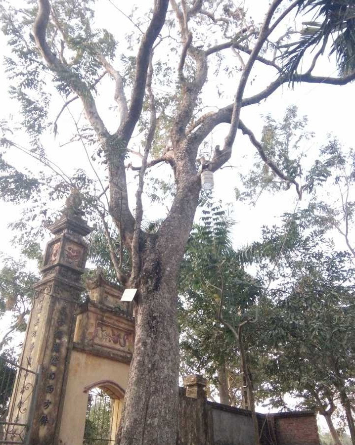 Cây sưa 200 năm tuổi nằm ở trước cổng đình làng Đông Cốc (xã Hà Mãn, huyện Thuận Thành, Bắc Ninh) từng được bán với giá 26 tỷ đồng. Ảnh: VTCnews.