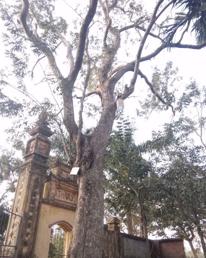 Cây sưa 200 năm tuổi nằm ở trước cổng đình làng Đông Cốc (xã Hà Mãn, huyện Thuận Thành, Bắc Ninh) từng được bán với giá 26 tỷ đồng. Ảnh: VTCnews.