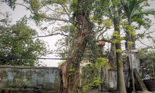 Theo các vị cao niên trong làng, cây sưa đỏ có tuổi đời khoảng 130 năm. Ảnh: Zing.