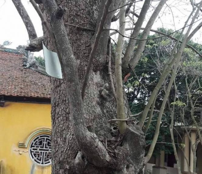 Trải qua hàng trăm năm, vỏ thân cây trở nên xù xì. Ảnh: Người đưa tin.