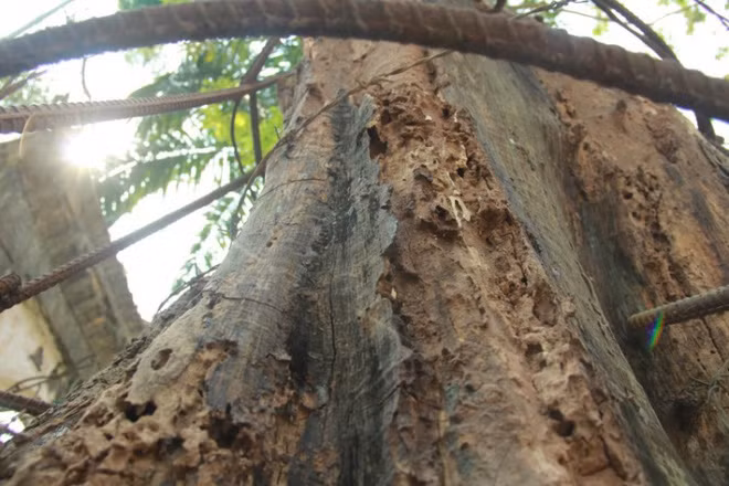 Tuy nhiên khi vận chuyển, cơ quan chức năng huyện Chương Mỹ phát hiện, tạm giữ. Đến năm 2015, UBND huyện Chương Mỹ bán đấu giá với hơn 31 tỷ đồng. Ảnh: Saostar.