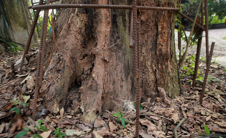 Cây cao khoảng 8 m, đường kính gốc gần 1 m. Qua thời gian dài, gốc cây đã xuất hiện nhiều vết nứt. Ảnh: Zing.