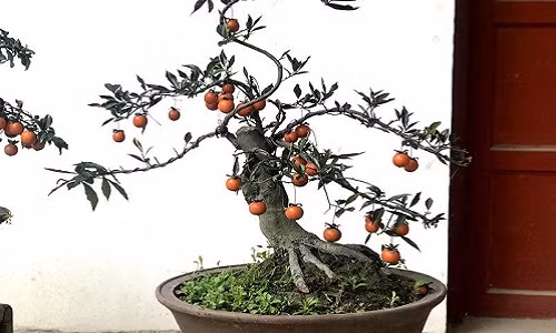 Theo nguồn tin trên báo Vietnamnet, hồng đá bonsai có giá từ vài chục đến vài trăm triệu đồng. Đặc biệt, có những chậu đẹp giá đến 900 triệu đồng. Ảnh: Vietnamnet.
