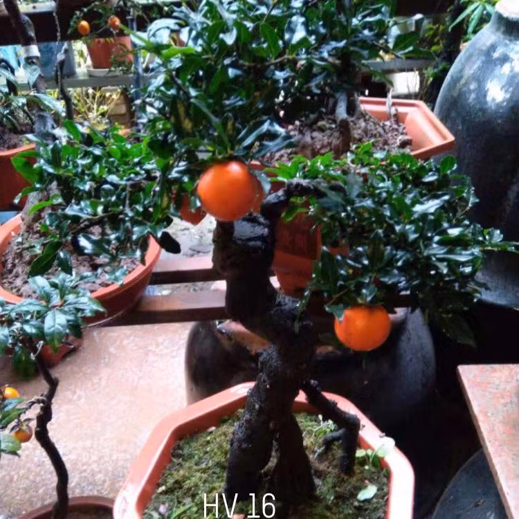 Gốc to, xù xì gợi cảm giác cổ kính. Ảnh: FB Lê Minh Maphaco.