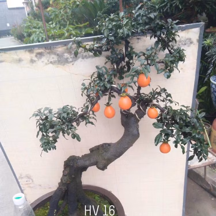 Do giá thành khá đắt nên khách thường là người có tiền mua chơi hoặc làm quà biếu. Ảnh: FB Lê Minh Maphaco.