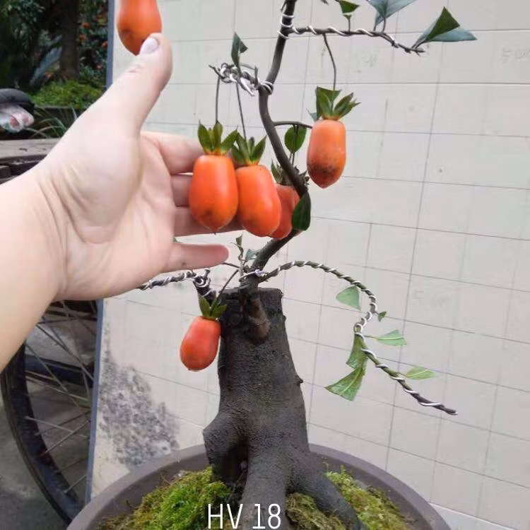 Hồng đá rất sai nhưng quả ăn rất chua. Ảnh: FB Lê Minh Maphaco.