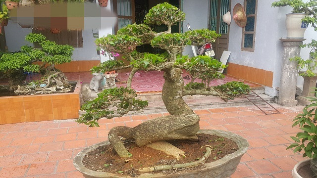 Cây duối có thân bệ xù xì và tuổi đời hơn 50 năm. Ảnh: Dân Việt.