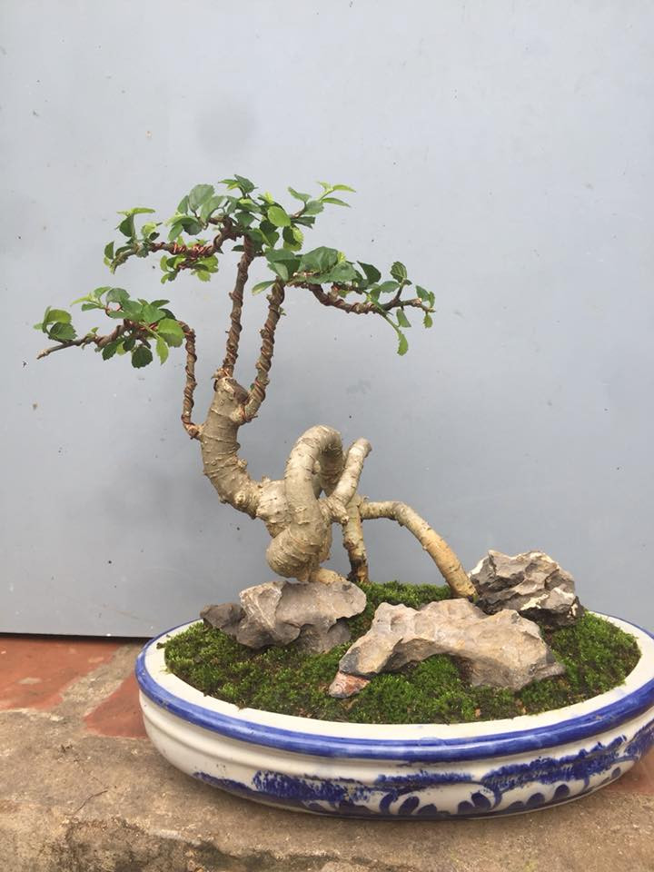 Cây phân cành thành nhiều nhánh và cứng cáp. Ảnh: FB Đỗ Thủy.