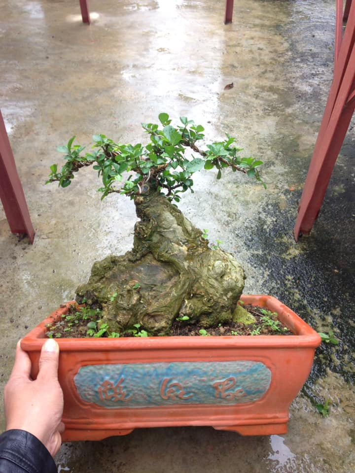 Chậu duối lùn có gốc to, xù xì mang dáng vẻ cổ kính. Ảnh: FB Trang Thân Thiện.