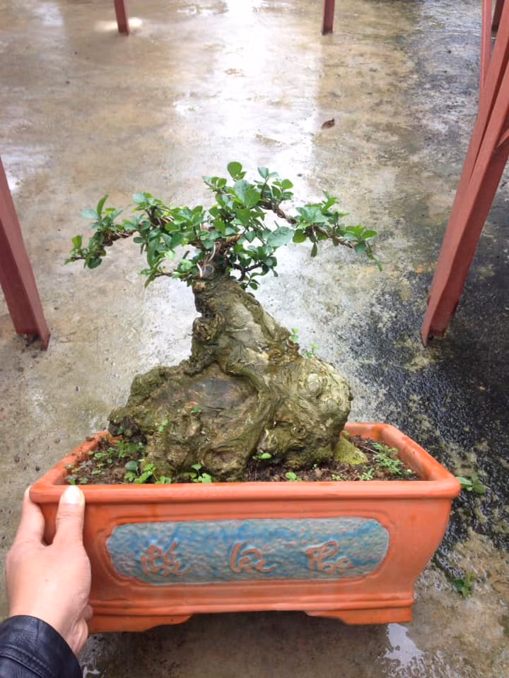 Chậu duối lùn có gốc to, xù xì mang dáng vẻ cổ kính. Ảnh: FB Trang Thân Thiện.