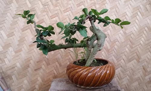 Cây duối mini bonsai có thân và cành khúc khuỷu. Ảnh: FB Khanh Tran.