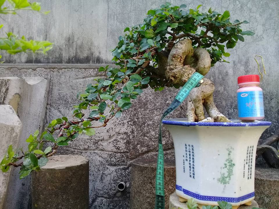 Duối để bàn dáng thác đổ. Ảnh: FB Le Van Cuong.