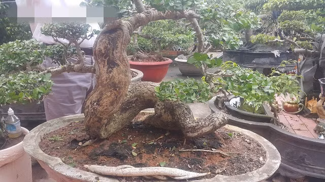 "Cụ" duối lùn thuộc quyền sở hữu của ông Tạ Ngọc Liễn (thị trấn Phát Diệm, huyện Kim Sơn, tỉnh Ninh Bình). Cây được nhiều dân chơi cây đến chiêm ngưỡng và đặt mua, có khách trả giá đến gần 100 triệu đồng. Ảnh: Dân Việt.