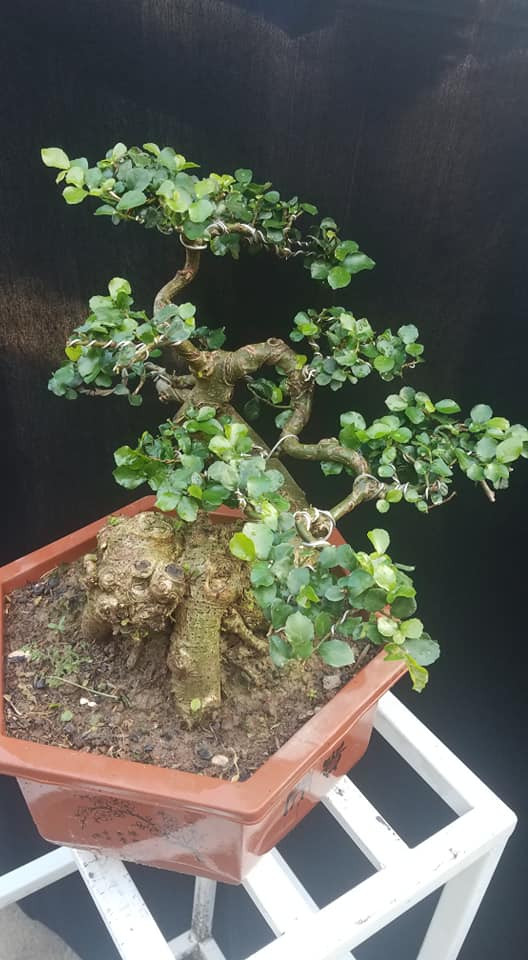 Thân, cành duối được tạo dáng uốn lượn cầu kỳ. Ảnh: FB Ngân Bonsai.