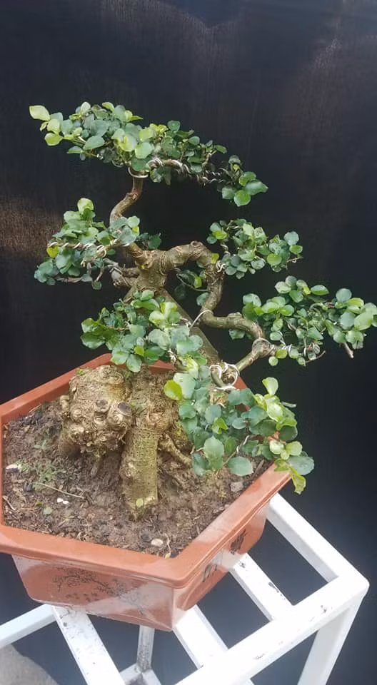 Thân, cành duối được tạo dáng uốn lượn cầu kỳ. Ảnh: FB Ngân Bonsai.