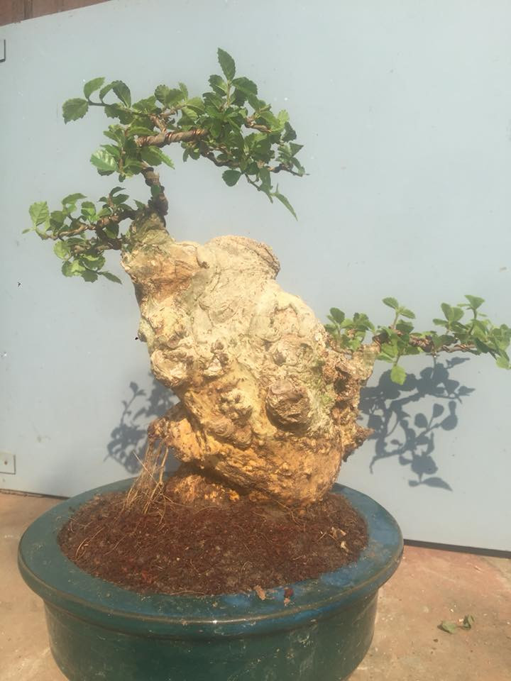 Gốc duối cổ thụ với nhiều u sần. Ảnh: FB Đỗ Thủy.