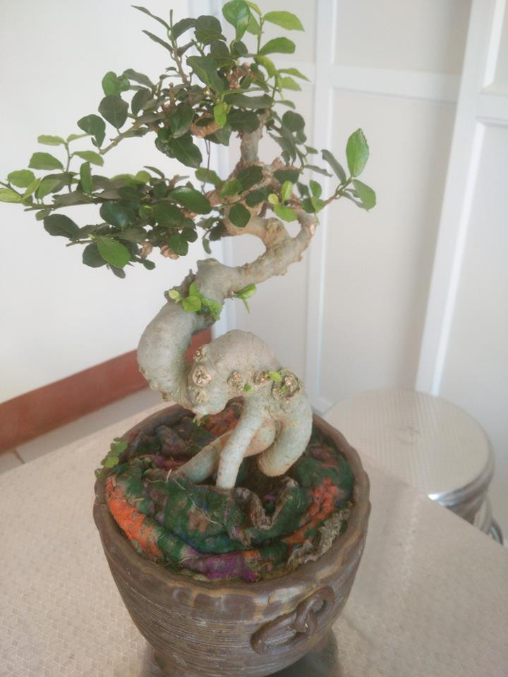 Duối lùn có đôi chút kiểu dáng long bay lên trời. Ảnh: FB Phong Sương.