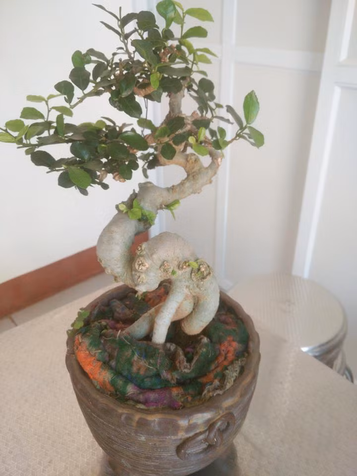 Duối lùn có đôi chút kiểu dáng long bay lên trời. Ảnh: FB Phong Sương.