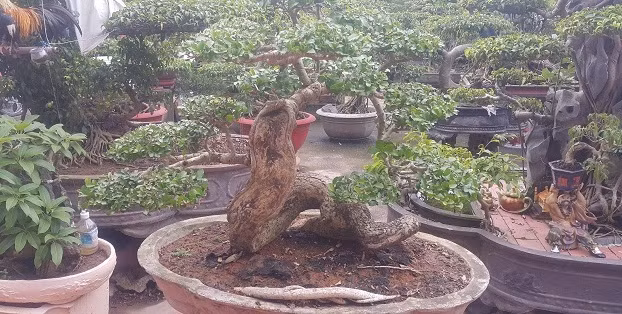 Một cây duối lùn dáng long, có chiều cao hơn 90cm ở Ninh Bình thu hút nhiều người đam mê cây cảnh. Ảnh: Dân Việt.