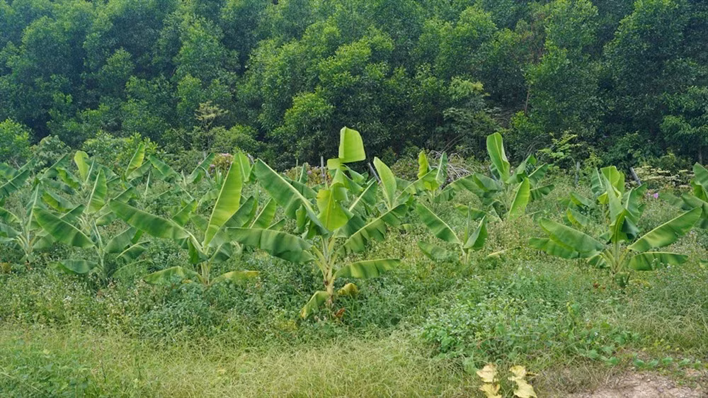 Trong khi đó, ông Kiều Đình Hòa - nguyên Giám đốc chi nhánh BIDV Hà Tĩnh là người liên quan trực tiếp đến việc tài trợ vốn cho dự án chăn nuôi bò Bình Hà tại Hà Tĩnh. Ảnh: Lao động.