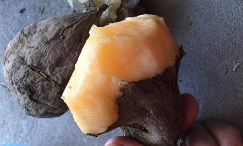 Loại sâm này có hình dáng như củ khoai lang, nhưng bên trong củ ruột màu trắng trong hoặc màu vàng nhạt. Ảnh: FB Thom Nguyen Hong.