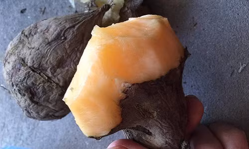 Loại sâm này có hình dáng như củ khoai lang, nhưng bên trong củ ruột màu trắng trong hoặc màu vàng nhạt. Ảnh: FB Thom Nguyen Hong.