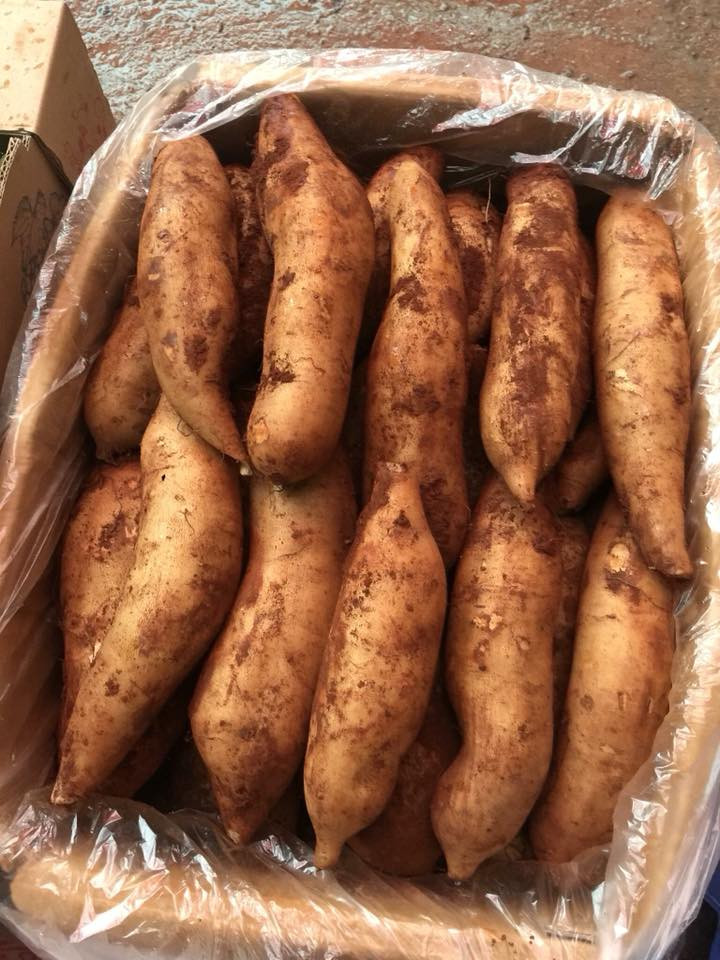 Chị Trang (Long Biên, Hà Nội) cho biết: "Đang mùa sâm đất, giá rẻ nên tôi tranh thủ mua 20kg về ăn dần. Loại này nhiều nước, cho vị ngọt dịu, thanh mát, mùi vị hấp dẫn, lại tốt cho sức khỏe". Ảnh: FB Giang Thu Lê.