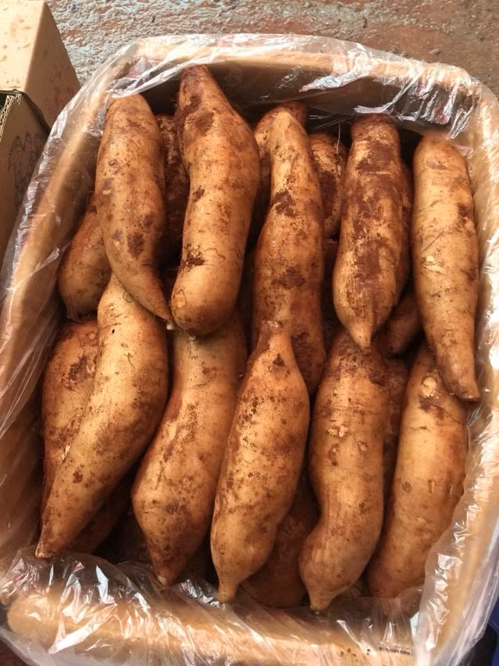 Chị Trang (Long Biên, Hà Nội) cho biết: "Đang mùa sâm đất, giá rẻ nên tôi tranh thủ mua 20kg về ăn dần. Loại này nhiều nước, cho vị ngọt dịu, thanh mát, mùi vị hấp dẫn, lại tốt cho sức khỏe". Ảnh: FB Giang Thu Lê.