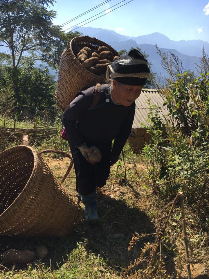 Khoảng cuối tháng 10, đầu tháng 11 là người dân các xã thuộc huyện Bát Xát bắt đầu thu hoạch sâm khoai. Ảnh: FB Thom Nguyen Hong.