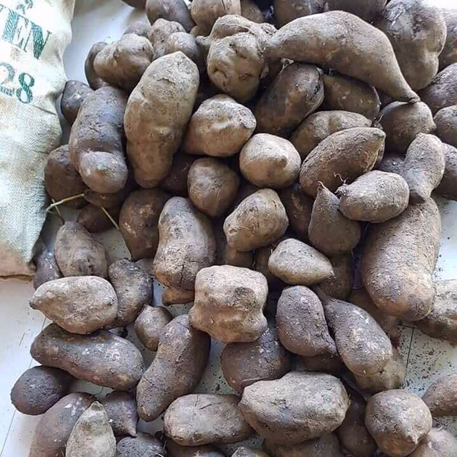 Theo một số người bán, sâm khoai để để sau khoảng 1 tuần, héo ăn lại càng ngon. Thậm chí sâm khoai còn để được 5-6 tháng. Ảnh: Bac Ha Food.