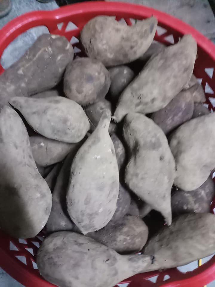 Thời gian gần đây, sâm khoai được rao bán rầm rộ trên các chợ online với giá từ 30.000 - 50.000 đồng/kg. Ảnh: Đặc sản Tây Bắc.