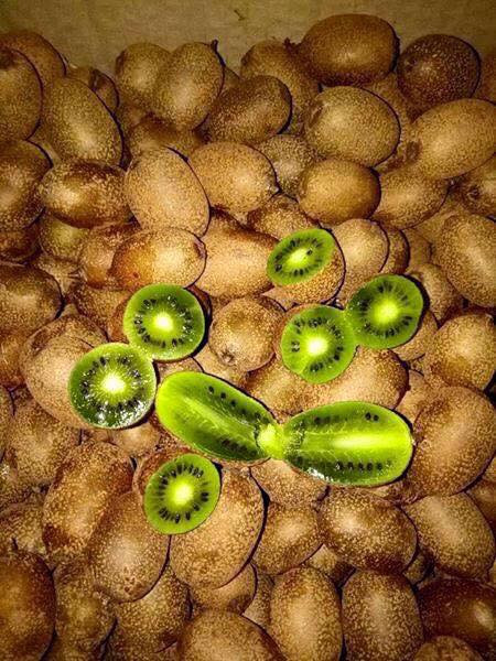 Tuy nhiên, khi ăn kiwi rừng có vị chua chua, giòn giòn và mùi thơm. Ảnh: FB Nguyễn Trọng.