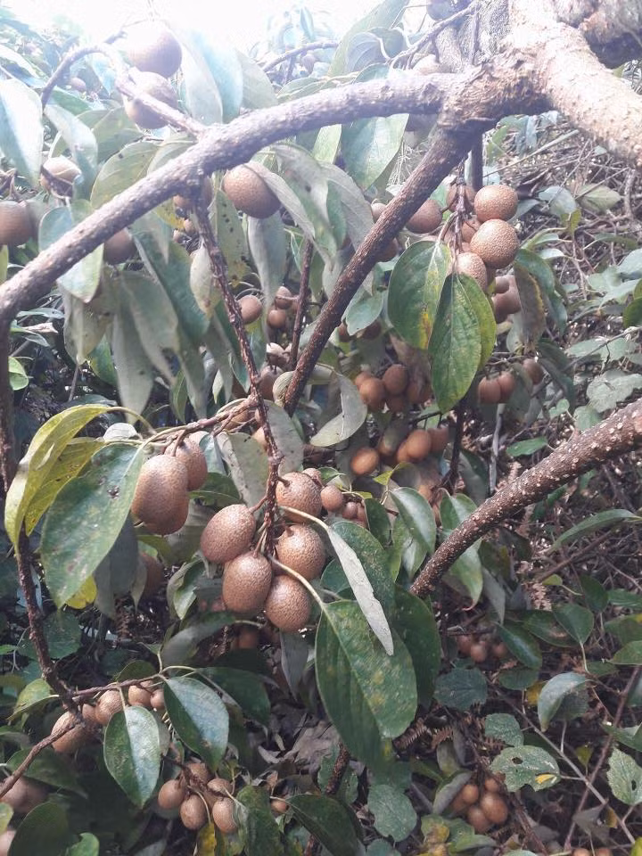 Lần đầu xuất hiện, có người bán hết gần 100kg chỉ sau vài giờ đăng tải. Ảnh: FB Nguyễn Trọng.