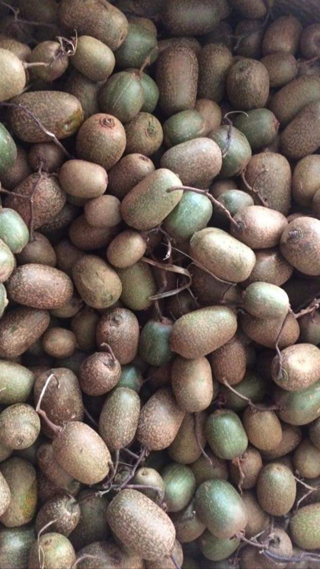 Nêu như kiwi berry có màu xanh, vỏ trơn bóng thì kiwi rừng có vỏ màu nâu sậm. Ảnh: Phunuonline.