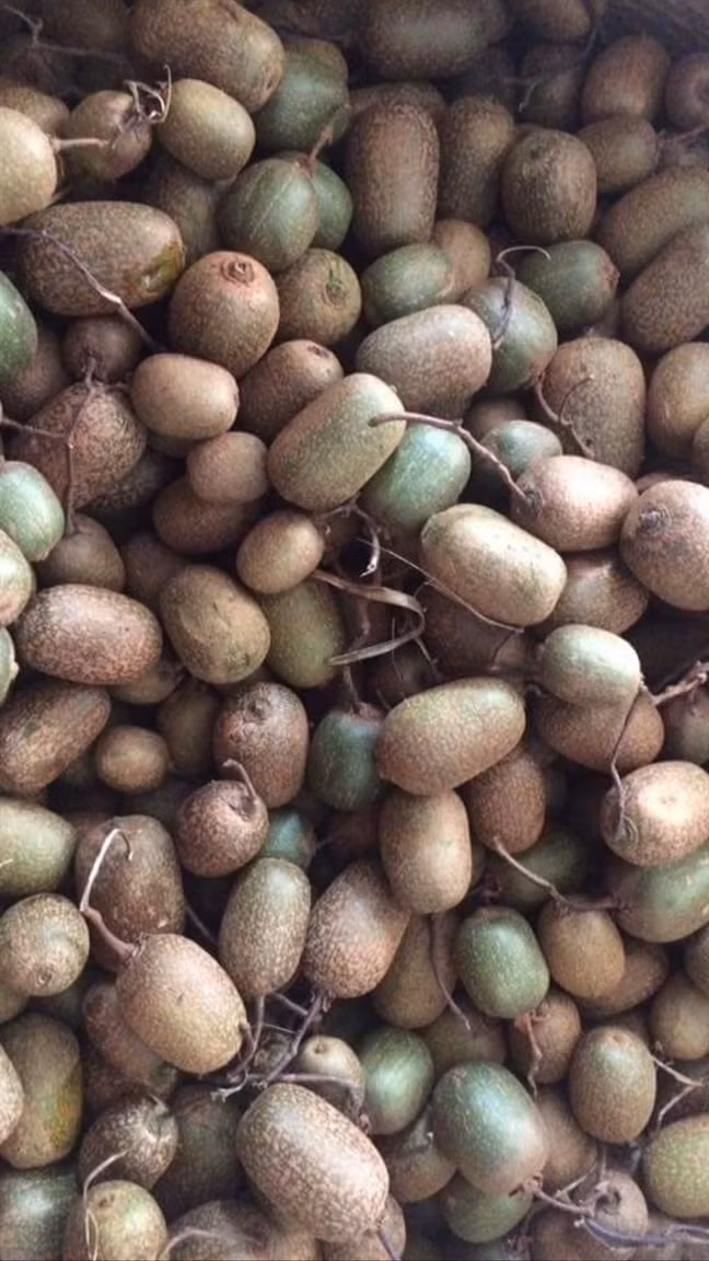 Nêu như kiwi berry có màu xanh, vỏ trơn bóng thì kiwi rừng có vỏ màu nâu sậm. Ảnh: Phunuonline.