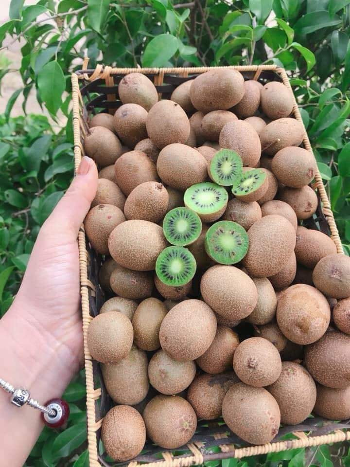 Thậm chí, có chị em còn bàn nhau mua kiwi rừng về làm mứt dự trữ ăn Tết. Ảnh: FB Phan Thu Uyên.