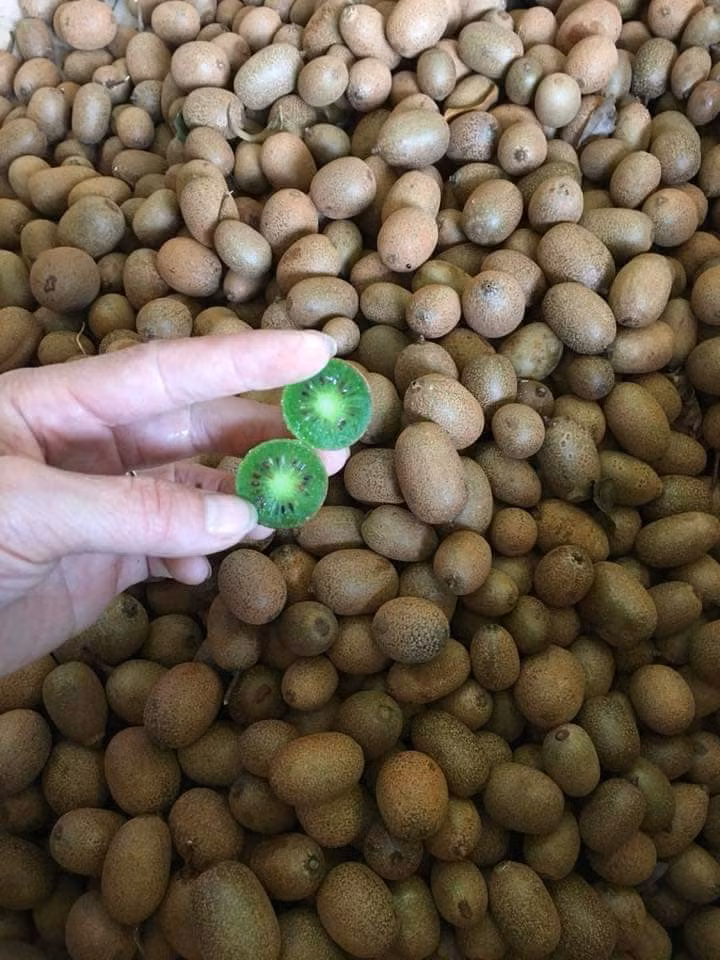 Gần đây, trên chợ mạng bỗng rầm rộ rao bán thứ quả lạ có tên kiwi rừng với giá từ 40.000 - 50.000 đồng/kg. Ảnh: FB Xuan Bach Nguyen.